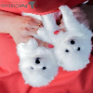 Zdjęcie №2 do zapowiedźy № 92455 na sprzedaż  szpic miniaturowy - wkupić się Polska prywatne ogłoszenie