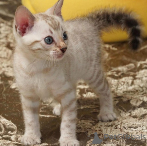 Zdjęcie №1. kot bengalski - na sprzedaż w Sztokholm | 3588zł | Zapowiedź № 153192