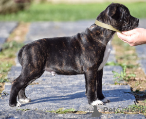 Zdjęcie №3. staffordshire bull terrier staffikowy. Francja