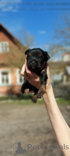 Zdjęcie №1. yorkshire terrier - na sprzedaż w Helsinki | 2631zł | Zapowiedź №163054