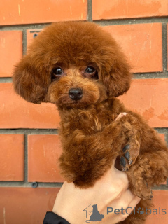 Zdjęcie №4. Sprzedam pudel (krasnolud) w Krasnodar.  - cena - 14438zł