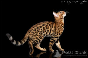 Zdjęcie №2 do zapowiedźy № 26095 na sprzedaż  kot bengalski - wkupić się Federacja Rosyjska hodowca
