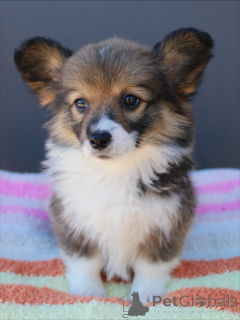 Zdjęcie №2 do zapowiedźy № 159376 na sprzedaż  welsh corgi - wkupić się Niemcy hodowca