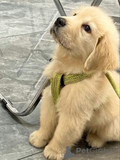 Zdjęcie №1. labrador retriever - na sprzedaż w Gefrees | 2774zł | Zapowiedź №175100