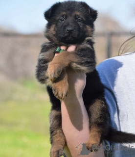 Dodatkowe zdjęcia: Entzückende deutsche Schäferhund-Welpen stehen zur Adopcja zur Verfügung