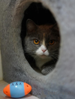 Zdjęcie №2 do zapowiedźy № 155967 na sprzedaż  scottish straight - wkupić się Federacja Rosyjska prywatne ogłoszenie