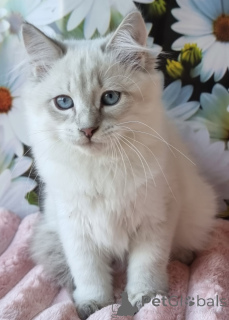 Zdjęcie №2 do zapowiedźy № 154384 na sprzedaż  neva masquerade - wkupić się Ukraina prywatne ogłoszenie, od żłobka, hodowca