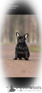 Zdjęcie №3. Pies Buldog Francuski. Federacja Rosyjska