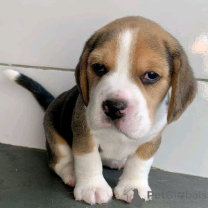Zdjęcie №1. beagle (rasa psa) - na sprzedaż w Helsinki | 1674zł | Zapowiedź №107790