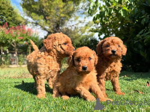 Zdjęcie №1. pudel (krasnolud) - na sprzedaż w Amsterdam | negocjowane | Zapowiedź №160835