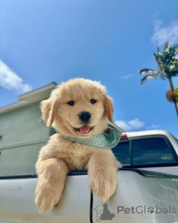 Zdjęcie №3. Poznaj Coopera, słońce w futrze! Lojalny, mądry i zawsze gotowy, aby uczynić. Holandia