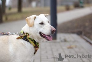 Zdjęcie №3. White Beauty Eve szuka domu!. Federacja Rosyjska