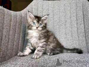 Zdjęcie №2 do zapowiedźy № 138099 na sprzedaż  maine coon - wkupić się Niemcy 