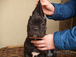 Dodatkowe zdjęcia: Cane Corso szczenięta na sprzedaż