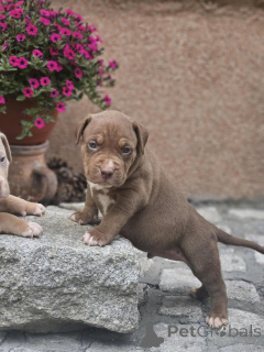 Zdjęcie №2 do zapowiedźy № 140709 na sprzedaż  american bully - wkupić się Serbia hodowca