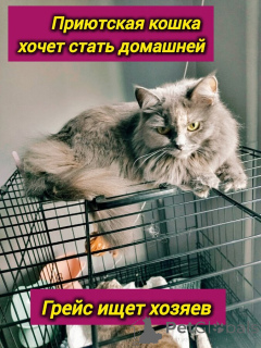 Zdjęcie №2 do zapowiedźy № 153453 na sprzedaż   - wkupić się Federacja Rosyjska prywatne ogłoszenie