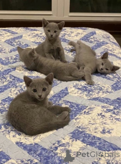 Zdjęcie №2 do zapowiedźy № 157779 na sprzedaż  rosyjski niebieski - wkupić się Niemcy prywatne ogłoszenie