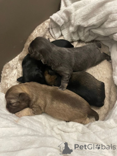 Zdjęcie №1. chihuahua (rasa psów) - na sprzedaż w Georgetown | 2039zł | Zapowiedź №161375