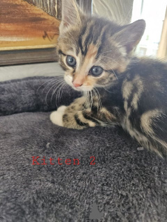 Zdjęcie №3. Maine-Coon-Mix-Kätzchen. Austria