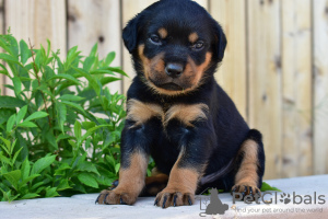 Zdjęcie №3. Wunderschöne Rottweiler-Welpen zur Adopcja. Niemcy