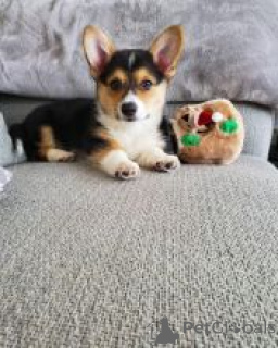 Zdjęcie №1. welsh corgi - na sprzedaż w ErottaJa | negocjowane | Zapowiedź №170485