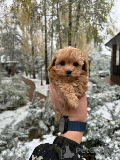 Zdjęcie №4. Sprzedam maltipu w Москва. prywatne ogłoszenie - cena - 877zł