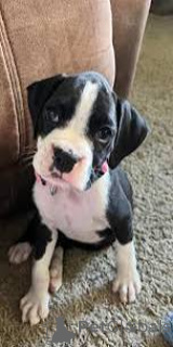 Zdjęcie №3. Zabawa Boxerpuppy'ego. Belgia