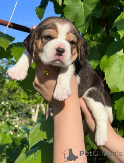 Zdjęcie №4. Sprzedam beagle (rasa psa) w Tyraspol. prywatne ogłoszenie - cena - negocjowane