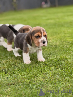 Zdjęcie №2 do zapowiedźy № 174969 na sprzedaż  beagle (rasa psa) - wkupić się Niemcy prywatne ogłoszenie