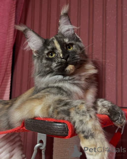 Zdjęcie №2 do zapowiedźy № 155322 na sprzedaż  maine coon - wkupić się Norwegia prywatne ogłoszenie