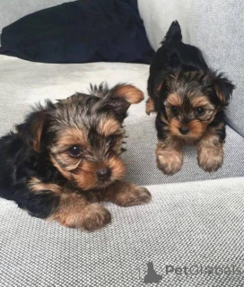 Zdjęcie №1. yorkshire terrier - na sprzedaż w Baden-Baden | negocjowane | Zapowiedź №167384