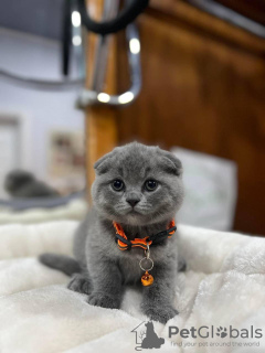 Zdjęcie №1. scottish fold - na sprzedaż w West Palm Beach | 1172zł | Zapowiedź № 122990