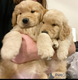 Zdjęcie №1. golden retriever - na sprzedaż w Эспоо | negocjowane | Zapowiedź №123598