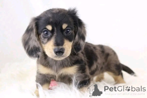 Zdjęcie №3. Sprzedam śliczne urocze szczenięta jamnika skontaktuj się z firmą WhatsApp. Niemcy