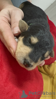 Zdjęcie №2 do zapowiedźy № 129024 na sprzedaż  airedale terrier - wkupić się Cypr hodowca