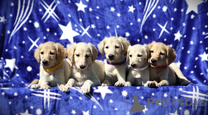 Zdjęcie №2 do zapowiedźy № 138460 na sprzedaż   - wkupić się Serbia 