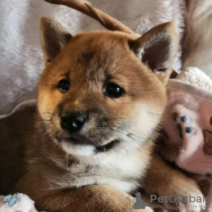 Dodatkowe zdjęcia: Shiba Inu, metryki ZKwP