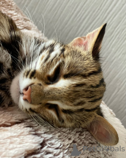 Zdjęcie №2 do zapowiedźy № 135148 na sprzedaż  ocicat - wkupić się Francja hodowca