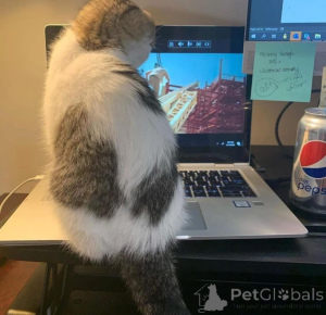 Zdjęcie №1.  - na sprzedaż w BuggenHout | negocjowane | Zapowiedź № 165468