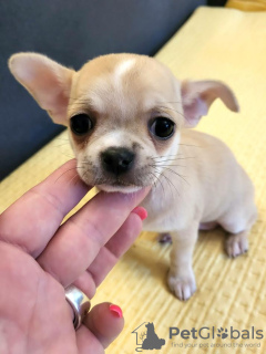 Dodatkowe zdjęcia: Mini Chihuahua