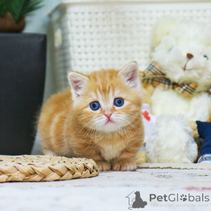 Zdjęcie №4. Sprzedam munchkin w Zakłamy. hodowca - cena - 1390zł