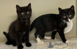 Zdjęcie №1.  - na sprzedaż w Rzeka Moskwa | Bezpłatny | Zapowiedź № 149041