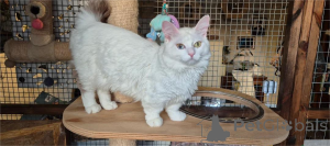 Zdjęcie №1. munchkin - na sprzedaż w ALSDORF | 1674zł | Zapowiedź № 153205