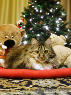 Zdjęcie №3. Domowa kotka trójkolorowa Delka jest w dobrych rękach. Federacja Rosyjska