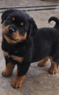 Zdjęcie №2 do zapowiedźy № 168419 na sprzedaż  rottweiler - wkupić się Holandia hodowca