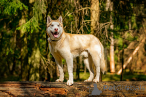 Dodatkowe zdjęcia: Przystojny husky Hart jest w dobrych rękach