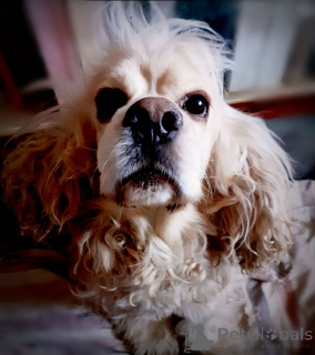 Zdjęcie №3. Amerykański cocker spaniel Tosha szuka domu. Federacja Rosyjska