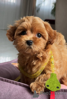 Zdjęcie №2 do zapowiedźy № 163963 na sprzedaż  maltańczyk - wkupić się Niemcy hodowca