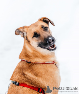 Zdjęcie №1. pies nierasowy - na sprzedaż w Москва | Bezpłatny | Zapowiedź №92072