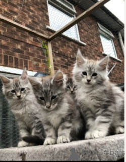 Zdjęcie №1. maine coon - na sprzedaż w Kopenhaga | 4305zł | Zapowiedź № 160419